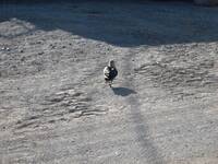 Skua in McM_ first animal I saw in Antarctica.JPG